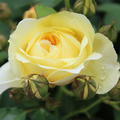 Rose The Pilgrim