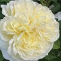 Rose The Pilgrim, Rosa