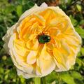 Rose 'The Poet's Wife', Rosa The Poet's Wife
