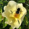 Rose 'Tottering by Gently', Rosa 'Tottering by Gently'