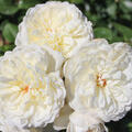 Rose, Tranquility, David Austin (korr)