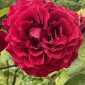 Rose 'Tuscany Superb', Rosa 'Tuscany Superb'