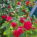 Rose 'Ulmer Mnster', Rosa