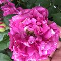Rose 'Ulrich Brunner fils', Rosa Ulrich Brunner fils