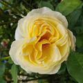 Rose 'Vanessa Bell', Rosa 'Vanessa Bell'