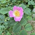 Rose 'Vitaminrose Pirosa' , Rosa