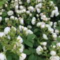 Rose 'White Grootendorst'