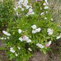 Rose 'White Grootendorst', Rosa 'White Grootendorst'
