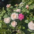 Rose 'William and Catherine' , Rosa