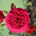 Rose 'Zayed of Abu Dhabi'