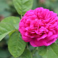 Rose de Resht  im Container