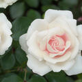 Rose Elvis, Edelrose