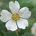 Rose Musquee sans Soucis, Strauchrose