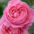Beetrose, Rose Raymond Blanc
