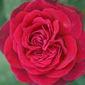 Rose Ruby Kiss, Edelrose