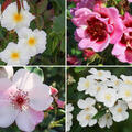 Rosen Bundle, Set, Einfach bienenfreundlich, 4 Sorten