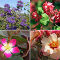 Rosen Bundle, Set, Einfach berzeugend, 4 Sorten