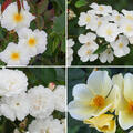 Rosen Bundle, Set, Einfach unwiderstehlich, 4 weisse Rosen