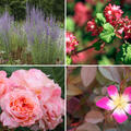 Rosen Bundle, Set, Fruchtfarbiges Edelrosen-Beet