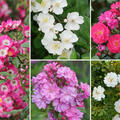 Rosen Bundle, Set, Hagebuttenschmuck fr die Floristik, 5 Roseasy