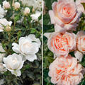 Rosen Bundle, Set, Kleines Rosenbeet, 2 Sorten