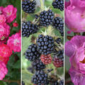 Rosen Bundle, Set, Kstlicher Rosenbogen, 2 Rosen und Brombeere