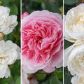 Rosen Bundle, Romantisches Duftrosenbeet, 3 Sorten