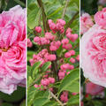 Rosen Bundle, Set, Schattiges Rosenbeet