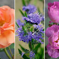 Rosen Bundle, Set, Wie Feuer und Fliederbeere, 2 Rosen und Bartblume