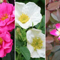 Rosen Bundle, Rosenhecke fr Insekten und Vgel, 3 Sorten
