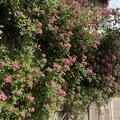 Rosenbeet 'Hagebuttenschmuck fr die Floristik', Rosenbeet 'Hagebuttenschmuck fr die Floristik'