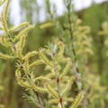 Rosmarinweide (Salix rosmarinifolia)