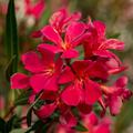 Rot-Violetter Oleander Blte