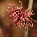 Rot blhende Zaubernuss 'Diane'