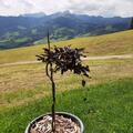 Rotbuche 'Rohan Weeping' Zierstmmchen, Fagus sylvatica 'Rohan Weeping'
