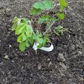 Rote Maulbeere Bombyx 'Shades of Red', Morus alba