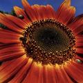 Rote Sonnenblume BIO, Helianthus annuus
