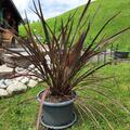 Roter Neuseelnder Flachs, Phormium tenax Atropurpureum