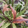 Roter Oleander 'Jannoch', Nerium oleander 'Jannoch'