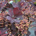 Die Blte des Cotinus coggygria