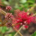 Roter Seidenbaum 'Evey's Pride', Albizia julibrissin 'Evey's Pride'