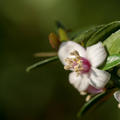 Rotfleischige Fingerlimette Blte