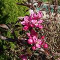 Rotfleischiger Apfel Redlove Jedermann's, Malus domestica