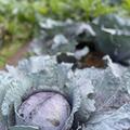Rotkraut (Blaukraut) 'Amarant', Brassica oleracea var. capitata f. rubra