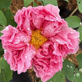 Paeonia Rou Fu Rong, Strauch Pfingstrose, Bild aus Produktion