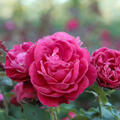 Rose, Beetrose Rouge Meilove