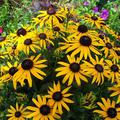 Rudbeckia fulgida 'Little Goldstar' (S)