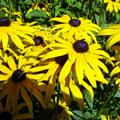 Rudbeckia fulgida 'Little Goldstar' (S), Rudbeckia fulgida 'Little Goldstar' (S)