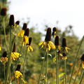 Rudbeckia maxima