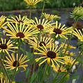 Rudbeckia subtomentosa 'Henry Eilers'